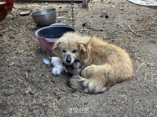 경북 청송 산불 현장에서 죽은 새끼를 품은 채 발견된 어미 개. 동물자유연대 제공