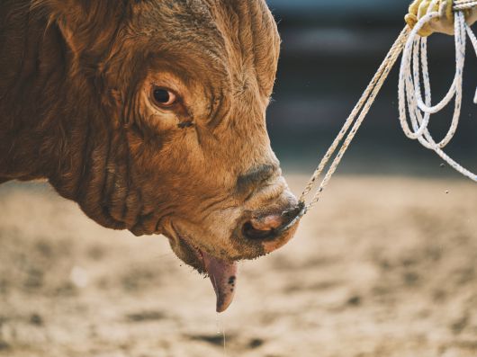 의령 민속대회 경기 직후 소가 과도하게 침을 흘리면서 입을 벌린 채 호흡하고 있다. 동물해방물결·동물을위한마지막희망(LCA) 제공