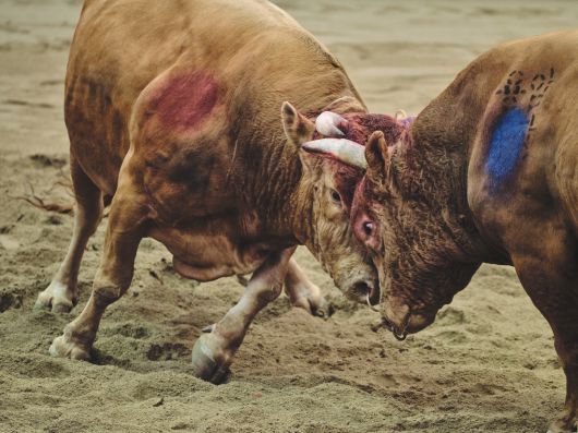 소 싸움 중 소들의 이마에서 심한 출혈이 발생했지만 경기가 중단되지 않고 있다. 동물해방물결·동물을위한마지막희망(LCA) 제공
