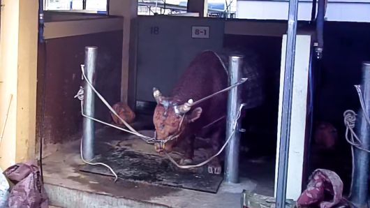 소 싸움에 참가하는 소들이 경기장 내 게류장에 묶여 있다. 동물해방물결·동물을위한마지막희망(LCA) 제공