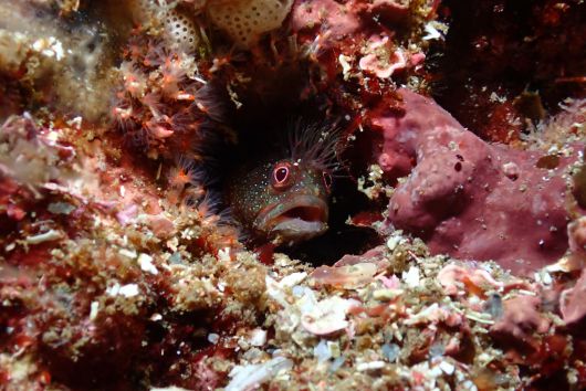 김수진씨가 울릉도 학포 앞바다에 잠수해 촬영한 동해비늘베도라치. 이 어종은 국제자연보전연맹(IUCN) 관심종으로, 국내에선 2021년 독도 해역에서 최초 발견됐다. 대한잠수협회 제공