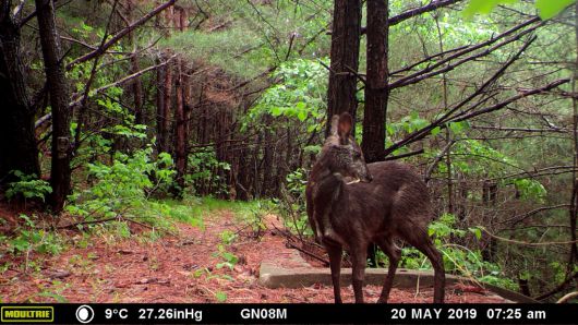 모니터링 카메라에 잡힌 사향노루 수컷의 모습.     국가유산청 제공