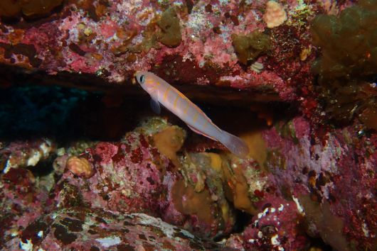 독도 수중 정화활동 참가자 김수진씨가 울릉도 학포 앞바다에 잠수해 촬영한 흰줄망둑. 대한잠수협회 제공
