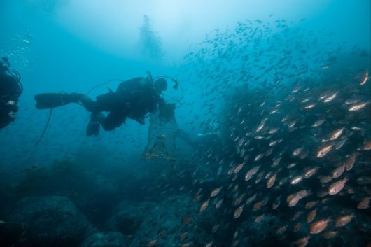 지난 14일 울릉도 삼막 인근 바다에서 대한잠수협회 회원들이 폐어구를 수거하는 가운데 자리돔 떼가 지나가고 있다. 대한잠수협회 제공