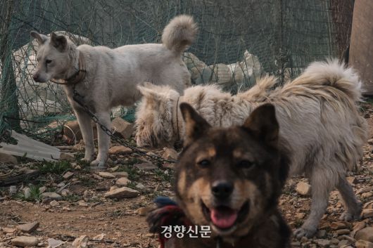 의성에서 발생한 대형산불이 닷새째 이어지고 있는 지난 3월26일 경북 의성군 단촌면 구계리에서 산불에서 살아 남은 강아지들이 검게 그을려 있다. 의성 | 성동훈 기자