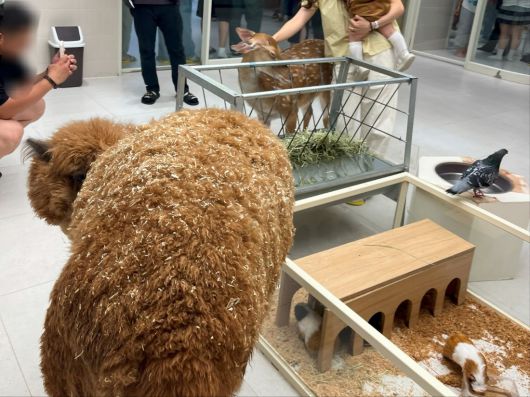 알파카, 꽃사슴, 기니피그 등이 한 공간에 합사돼 있다. 동물복지문제연구소 어웨어 제공