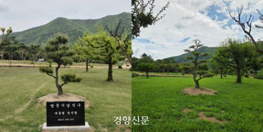 유네스코 세계문화유산인 경북 안동시 풍천면 병산서원 입구에 윤석열 전 대통령 방문을 기념하며 심은 소나무 앞에 기념비석(왼쪽, 독자제공)이 있는 모습과 지난 1일 소나무 앞에 비석이 사라진 모습. 김현수 기자