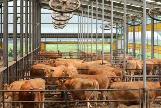 전남지역 한 한우축사. 전남도 제공