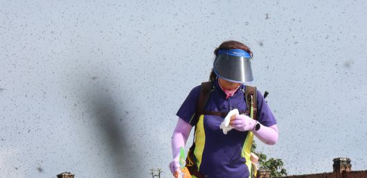 지난달 30일 오전 인천 계양구 계양산 정상이 러브버그(붉은등우단털파리)들로 뒤덮여 등산객들이 불편을 겪고 있다. 연합뉴스