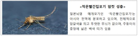 일본뇌염 매개모기인 작은빨간집모기. 질병청 제공