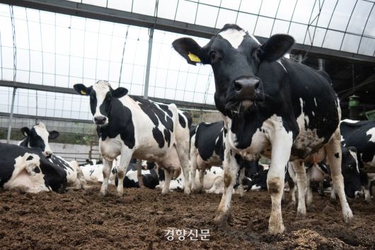 축사 내 운동장에서 쉬고 있는 젖소들. 경향DB