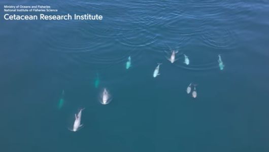 국립수산과학연구소가 지난 6월 동해 소형고래류 목시조사를 통해 찍은 큰머리돌고래들의모습. 국립수산과학연구소 제공