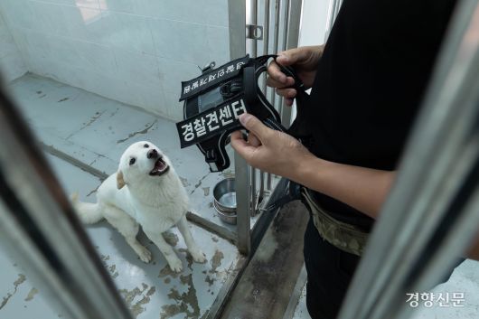 견사에서 대기 중인 상만이가 훈련용 하네스를 보고 좋아하고 있다.
