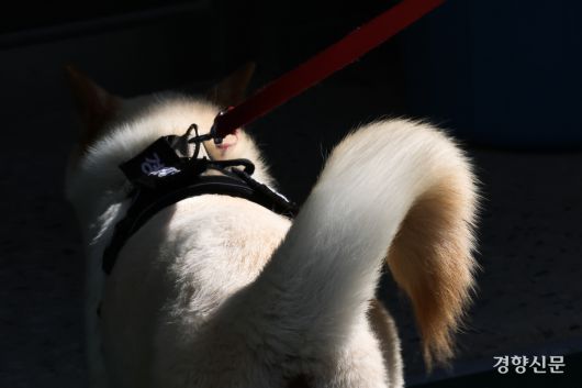 무더위 속 훈련을 마친 임회가 진돗개 특유의 말린 꼬리를 흔들며 휴식을 위해 견사로 이동하고 있다.