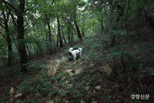 상만이가 수색 훈련 중 구조대상자를 발견하고 확인을 위해 다가서고 있다.