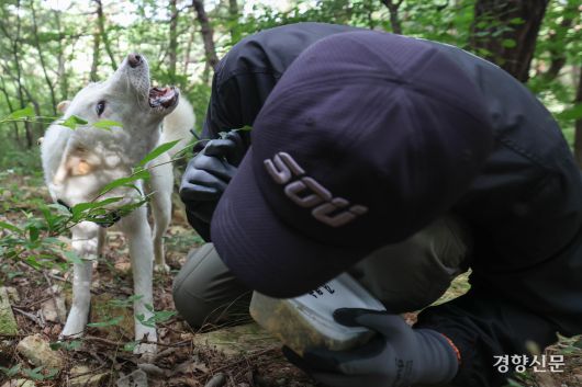 수색 훈련 중 구조대상자를 발견한 상만이가 훈련 교관에게 신호를 주기 위해 짖고 있다.