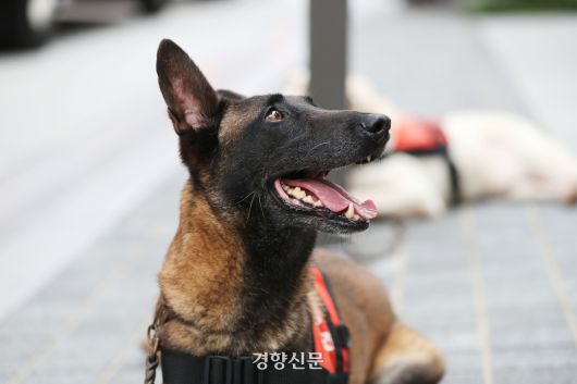 서울 종로구 세종문화회관에서 서울시 지진 대응 현장 훈련이 시행된 지난해 7월29일 진입을 마친 구조견이 대기하고 있다. 한수빈 기자