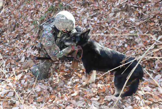 2022년 12월8일 달관이가 탐지 및 정찰훈련을 선보이고 있다. 연합뉴스