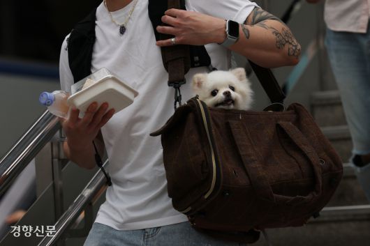 강아지가 기차를 타러 가고 있다.