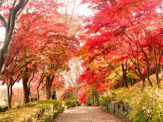베어트리파크 가을 단풍 축제. 베어트리파크 제공