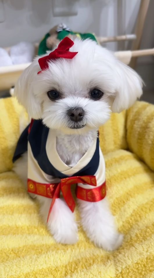 명절에는 대부분의 동물병원이 휴무에 들어가거나 운영 시간이 제한된다. 따라서 긴급 상황에 대비해 가까운 24시간 동물병원의 위치와 연락처를 미리 확보해 두는 것이 필수다. 사진 속 강아지는 두부(@doobu5318)