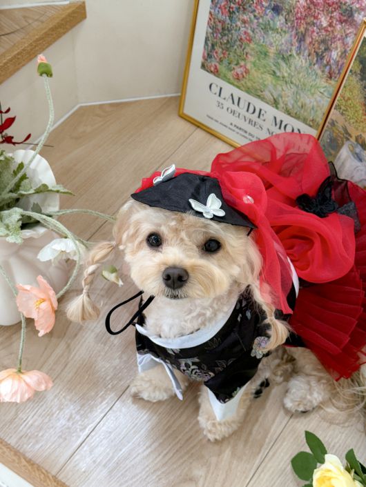 장시간 집을 비워야 한다면 반려동물 호텔이나 위탁 시설을 고려할 수 있다. 하지만 모든 동물이 잘 적응하는 것은 아니다. 위생 상태, 직원 경험, 병원 연계 여부 등도 꼼꼼히 확인해야 한다. 추석을 맞아 곱게 한복을 차려입은 진율무(@jinyulmoo)