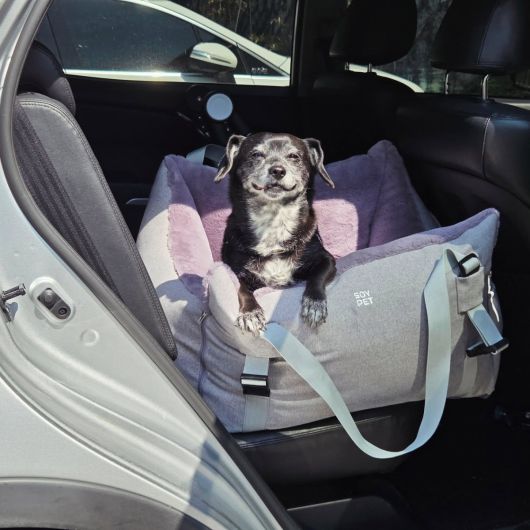 멀미가 심하다면 이동 전 공복을 유지하고, 수의사 처방의 멀미약을 최소 2시간 전에 먹이는 것이 좋다. 반려견 전용 카시트 탑승한 사월이(@soyoung.kim76)