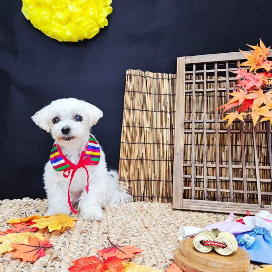 반려동물도 사람처럼 ‘명절 증후군’을 겪는다. 특히 조용한 환경을 선호하는 동물일수록 변화에 적응하는 데 시간이 오래 걸린다. 사진 속 강아지는 산이(@hyunhee_assi)