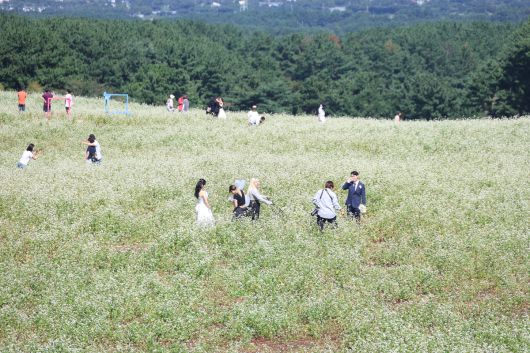 5일 제주시 오라동 메밀꽃밭에서 관광객들이 메밀꽃 배경으로 열린 ‘오라메밀꽃 축제’를 즐기고 있다. 연합뉴스