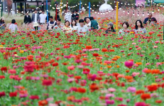 추석 연휴인 5일 강원도 평창읍 평창강 일원에서 열린 2025 평창 백일홍축제를 찾은 시민들이 백일홍 꽃밭에서 연휴를 즐기고 있다. 연합뉴스