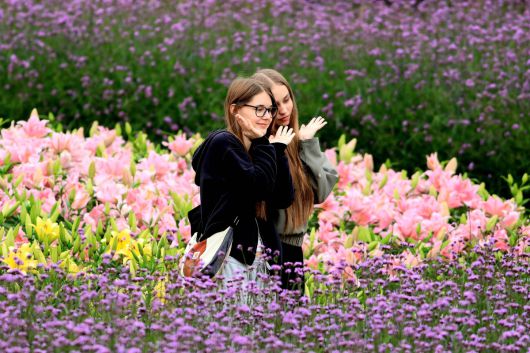 4일 강원 인제군 북면 용대관광지 일원에서 열린 ‘인제 가을꽃축제’에서 외국인 관광객들이 꽃길을 거닐며 추억을 쌓고 있다. 올해로 7회째를 맞는 가을꽃축제는 ‘인제에서 꽃길만 걷자’를 주제로 오는 19일까지 이어진다. 연합뉴스