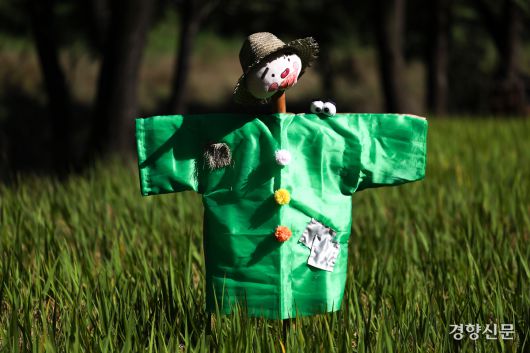 16일 서울 강남구 양재천 벼농사학습장에 허수아비가 서 있다.  성동훈 기자