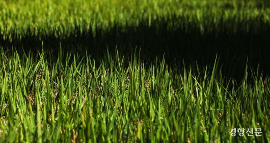 16일 서울 강남구 양재천 벼농사학습장에 지난 6월 손 모내기한 벼가 알알이 영글어 있다.  성동훈 기자