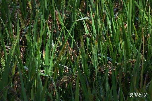 16일 서울 강남구 양재천 벼농사학습장에 지난 6월 손 모내기한 벼가 알알이 영글어 있다. 성동훈 기자