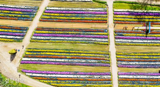 경기 연천군 연천전곡리유적에서 국화축제가 열린 17일 시민들이 꽃구경하고 있다. 한수빈 기자