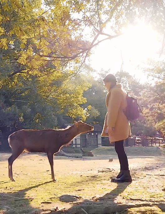 일본 나라 지역에서 사슴이 관광객과 꾸벅 고개 숙여 인사하는 듯한 모습을 취하고 있다. 일본 정부 관광국이 운영하는 엑스 계정 ‘visit japan’ 갈무리.