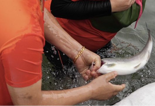 맨손잡기 체험 참가자가 산천어를 놓치지 않기 위해 아가미 부위를 강하게 움켜쥐고 있다. 동물해방물결 제공