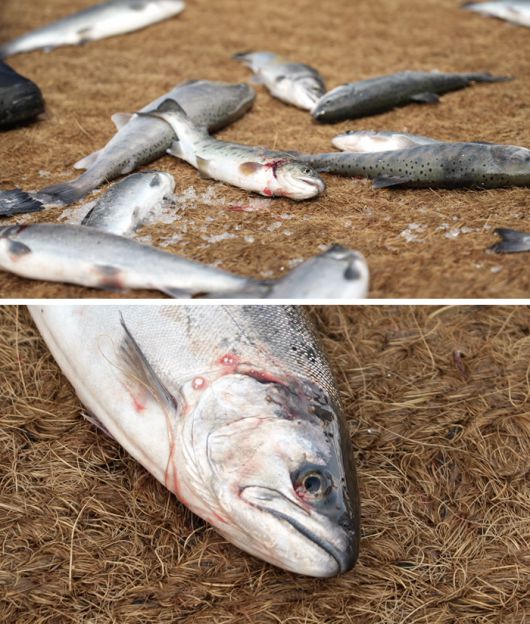 맨손잡기 체험이 끝난 후 바닥에 놓인 산천어. 동물해방물결 제공