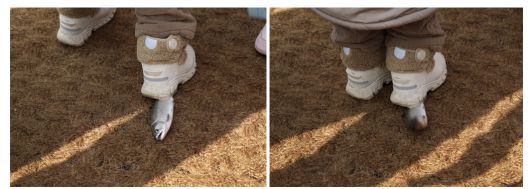 아이들이 바닥에 있는 산천어를 줍는 과정에서 산천어가 발에 밟히고 있다. 동물해방물결 제공