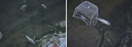 지난해 3월 화천천 강바닥에 어망과 각종 쓰레기, 산천어 사체들이 떠있다. 동물해방물결