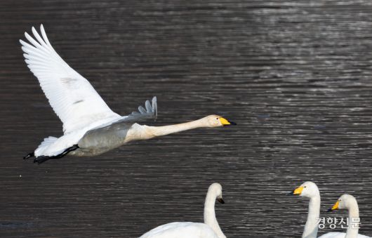 14일 경기 하남시 팔당대교 인근에서 큰고니들이(멸종위기 야생생물 II급, 천연기념물 201-2호) 비행하고 있다. 성동훈 기자