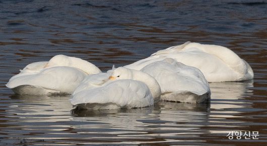 14일 경기 하남시 팔당대교 인근에서 큰고니들이(멸종위기 야생생물 II급, 천연기념물 201-2호) 휴식을 취하고 있다. 성동훈 기자