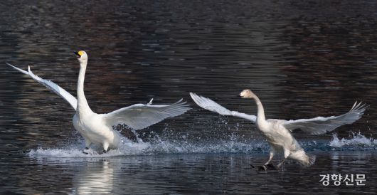 14일 경기 하남시 팔당대교 인근에서 큰고니들이(멸종위기 야생생물 II급, 천연기념물 201-2호) 비행하고 있다. 성동훈 기자