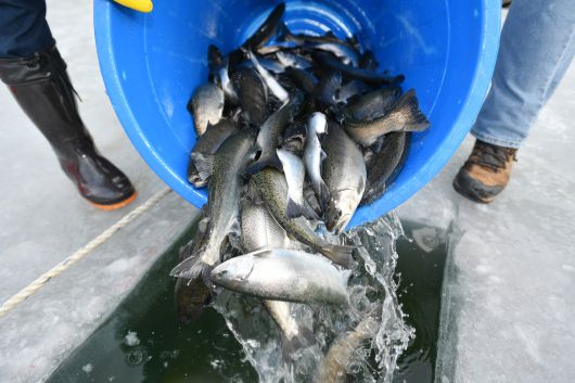 ‘2026 얼음나라 화천산천어축제’ 개막을 하루 앞둔 지난 9일 얼음낚시 체험 프로그램이 진행되는 화천천 일대에 산천어가 방류되고 있다. 화천군 제공