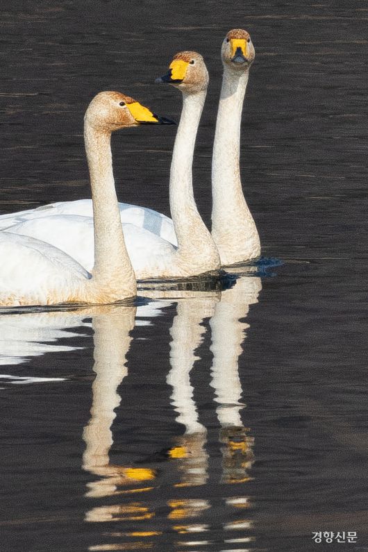 14일 경기 하남시 팔당대교 인근에서 큰고니들이(멸종위기 야생생물 II급, 천연기념물 201-2호) 휴식을 취하고 있다. 성동훈 기자