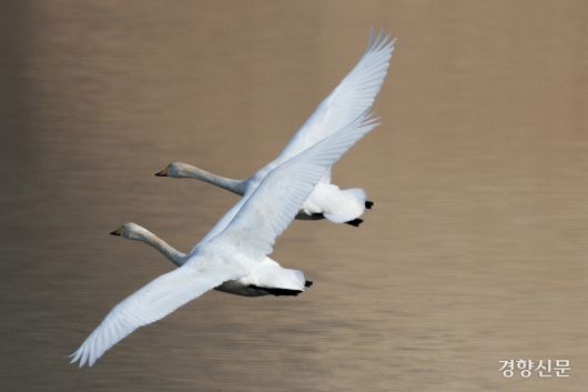 14일 경기 하남시 팔당대교 인근에서 큰고니들이(멸종위기 야생생물 II급, 천연기념물 201-2호) 비행하고 있다. 성동훈 기자