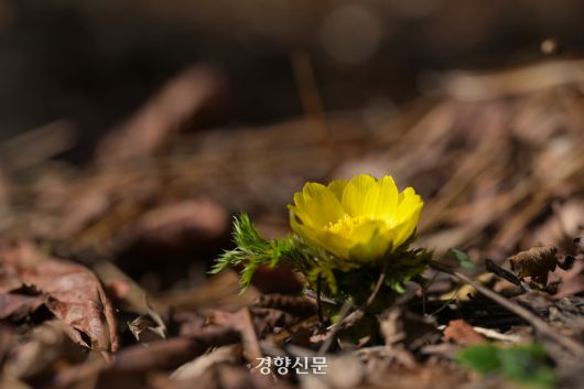 한라산 일대 해발 500m 지점의 자생지에서 올해 첫 개화가 확인된 세복수초. 산림청 국립산림과학원 제공