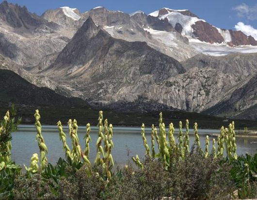 중국 헝돤산맥에 피어있는 각종 고산식물의 무리. 연구진은 이 고산식물 무리의 형성 역사가 약 3000만 년에 이르는 것으로 파악했다.