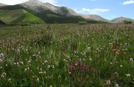 중국 헝돤산맥에 피어있는 각종 고산식물의 무리. 연구진은 이 고산식물 무리의 형성 역사가 약 3000만 년에 이르는 것으로 파악했다.