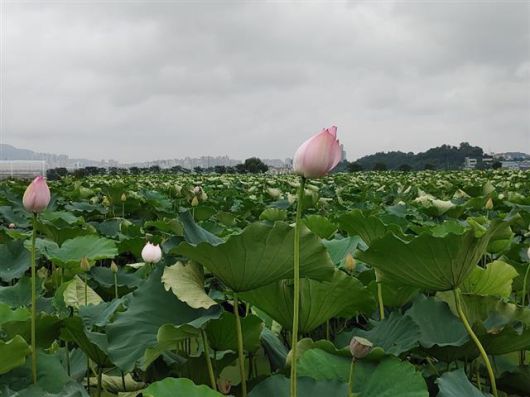 시흥 관곡지 전경.시흥시 제공